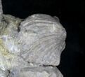 Platystrophia Brachiopods Fossil From Kentucky #20723-2